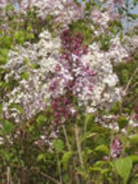 Syringa Oblata Extract